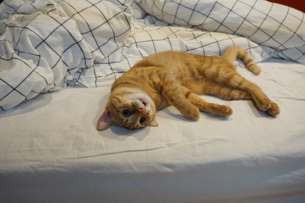 f:id:withTora:20190208140624j:plain f:id:withTora:20190208140624j:plain