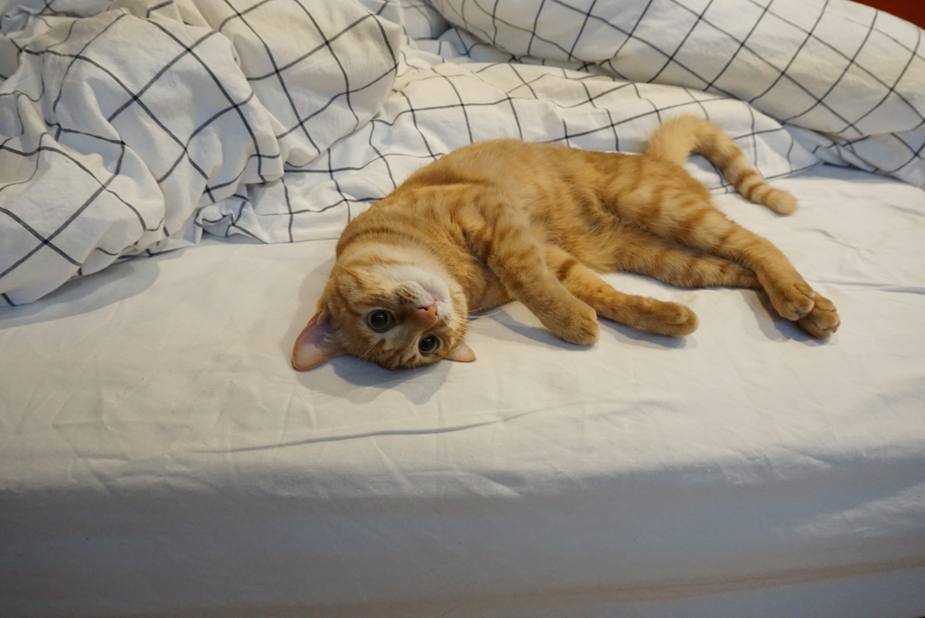 f:id:withTora:20190208140705j:plain f:id:withTora:20190208140705j:plain