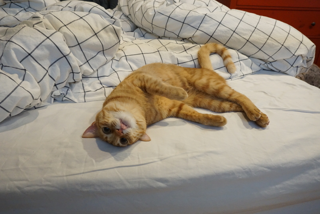 f:id:withTora:20190208140802j:plain f:id:withTora:20190208140802j:plain