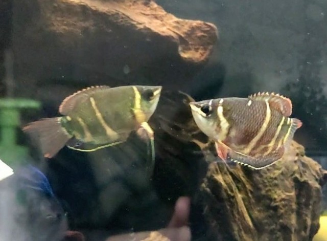 f:id:withfish:20220501144443j:image f:id:withfish:20220501144443j:image