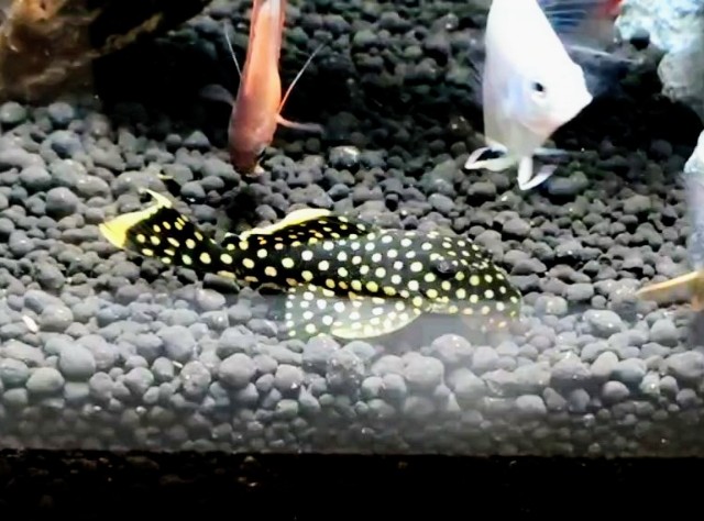 f:id:withfish:20220502141311j:image f:id:withfish:20220502141311j:image
