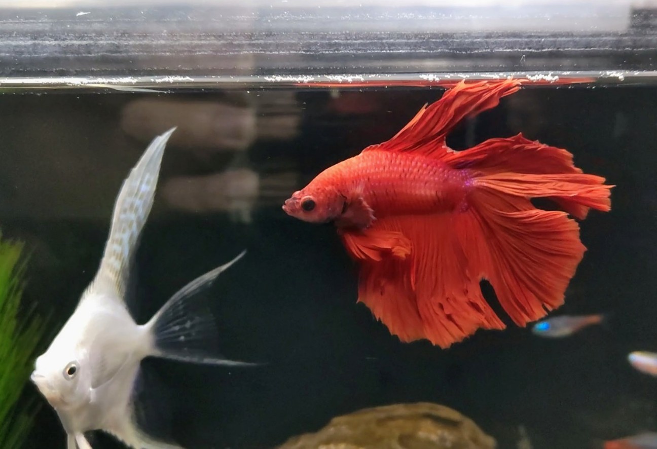 ベタ二匹とエンゼル 混泳失敗 熱帯魚混泳ダイアリー ベタ二匹とエンゼル 混泳失敗 熱帯魚混泳ダイアリー