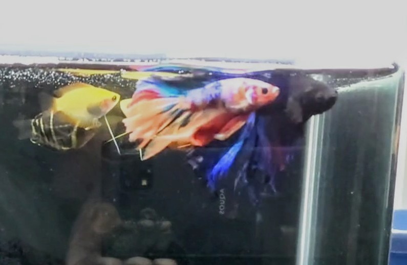 ベタ青とカラフルの混泳 熱帯魚混泳ダイアリー