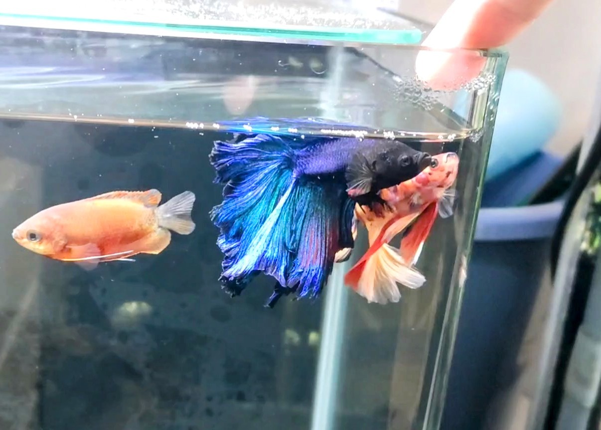 ベタのオス同士 飼い主になつく 熱帯魚混泳ダイアリー