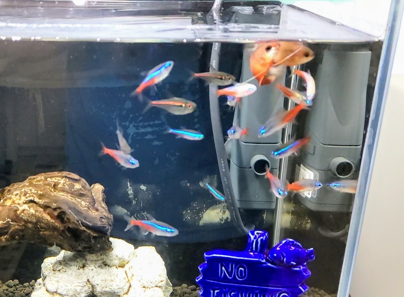 ネオンテトラたちも飼い主になつく 熱帯魚混泳ダイアリー ネオンテトラたちも飼い主になつく 熱帯魚混泳ダイアリー