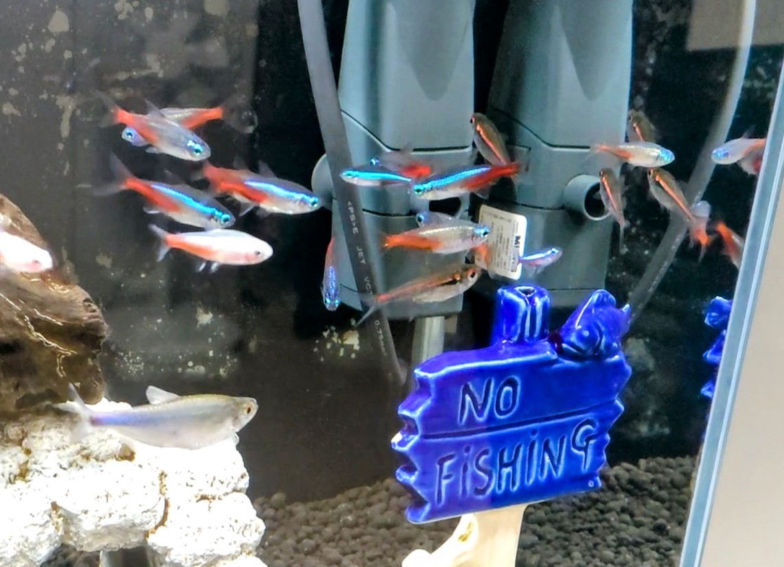 ネオンテトラたちも飼い主になつく 熱帯魚混泳ダイアリー ネオンテトラたちも飼い主になつく 熱帯魚混泳ダイアリー