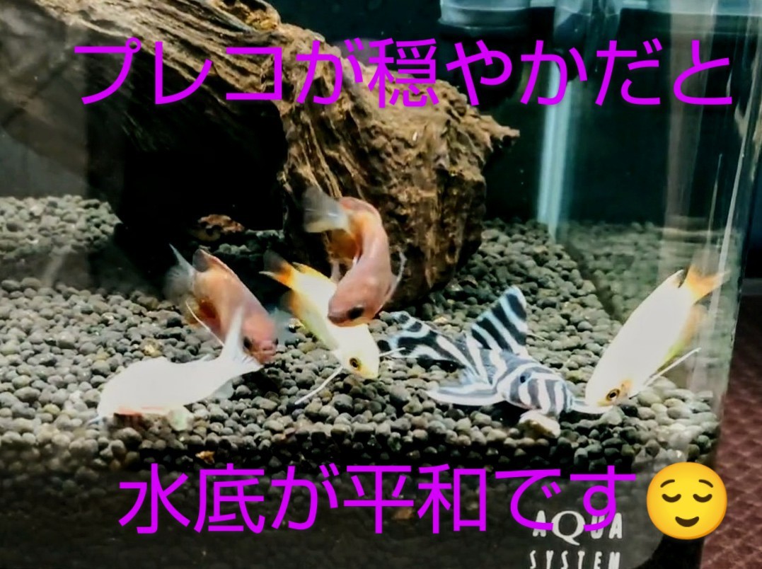 プレコとコリドラス グラミーたちの穏やかな暮らし 熱帯魚混泳ダイアリー プレコとコリドラス グラミーたちの穏やかな暮らし 熱帯魚混泳ダイアリー