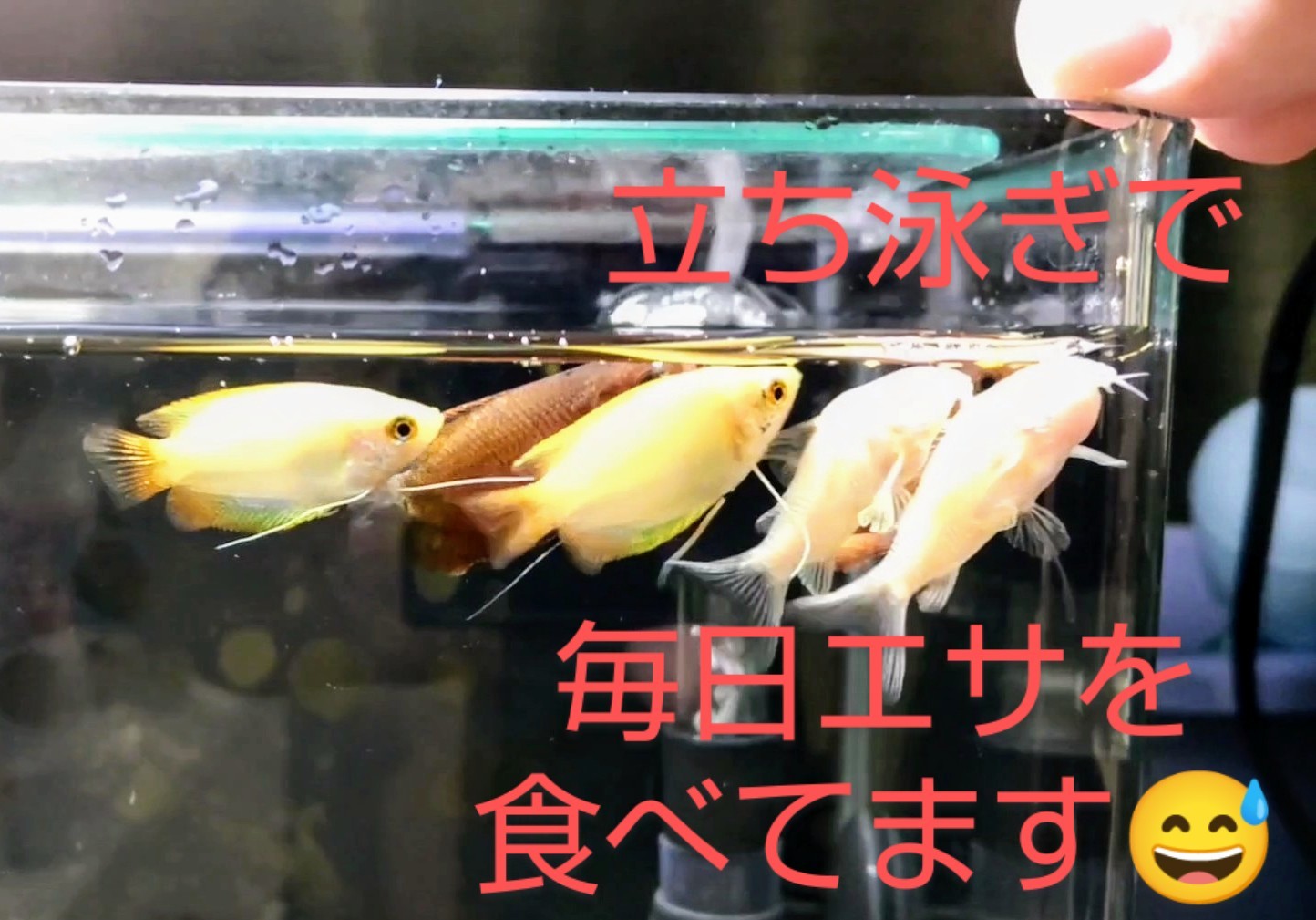 プレコとコリドラス グラミーたちの穏やかな暮らし 熱帯魚混泳ダイアリー プレコとコリドラス グラミーたちの穏やかな暮らし 熱帯魚混泳ダイアリー