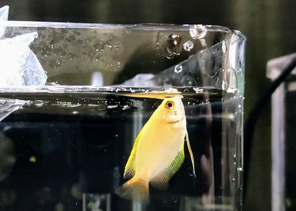 f:id:withfish:20220731231236j:image f:id:withfish:20220731231236j:image