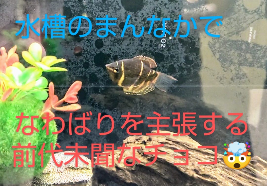 暴君チョコレートグラミー ベタの水槽に緊急移住 熱帯魚混泳ダイアリー