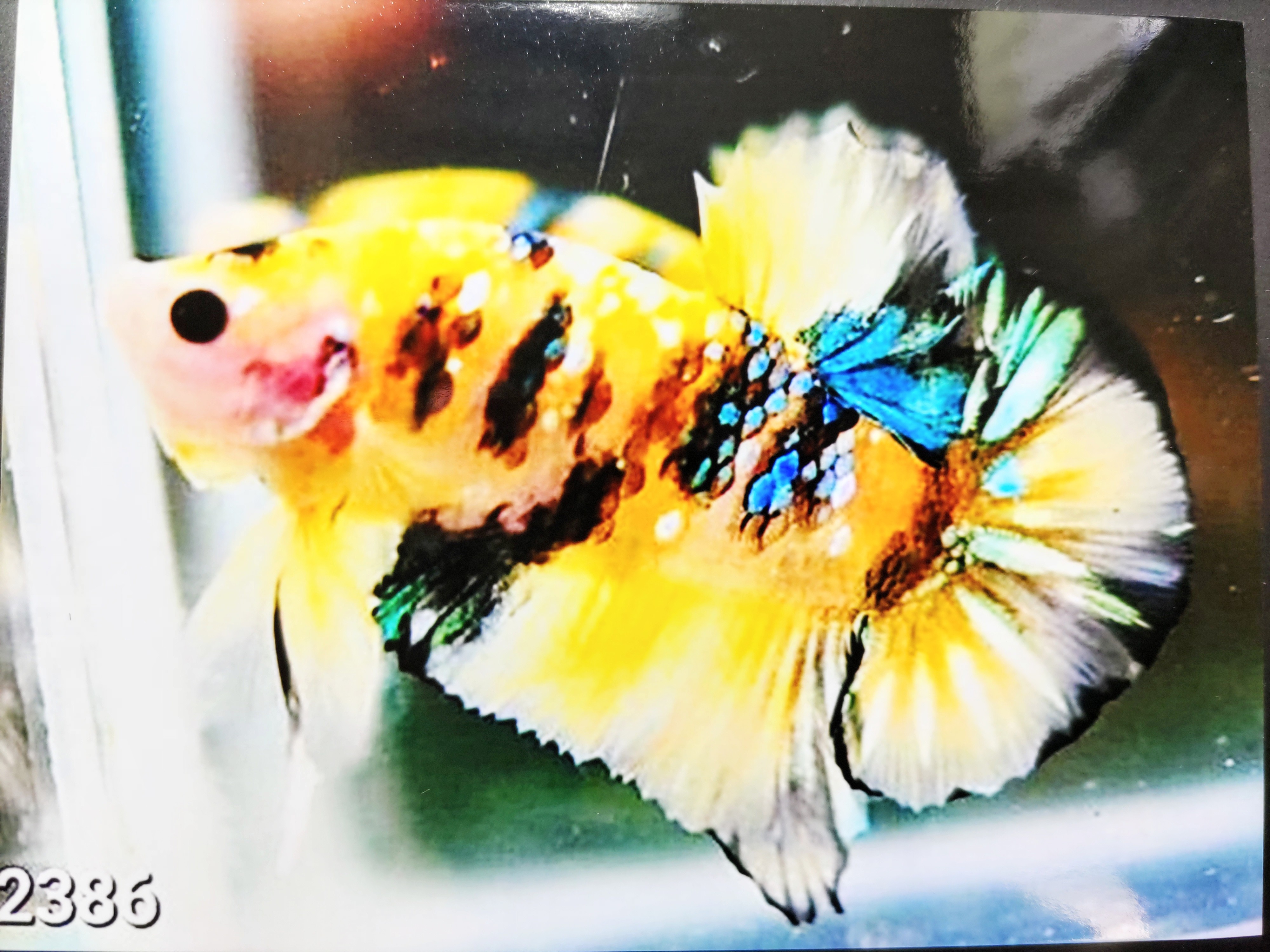 f:id:withfish:20220812235225j:image f:id:withfish:20220812235225j:image