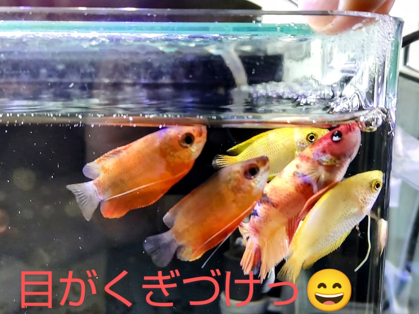 ベタ グラミー コリドラスが仲良くご飯を食べてますっ 熱帯魚混泳ダイアリー ベタ グラミー コリドラスが仲良くご飯を食べてますっ 熱帯魚混泳ダイアリー