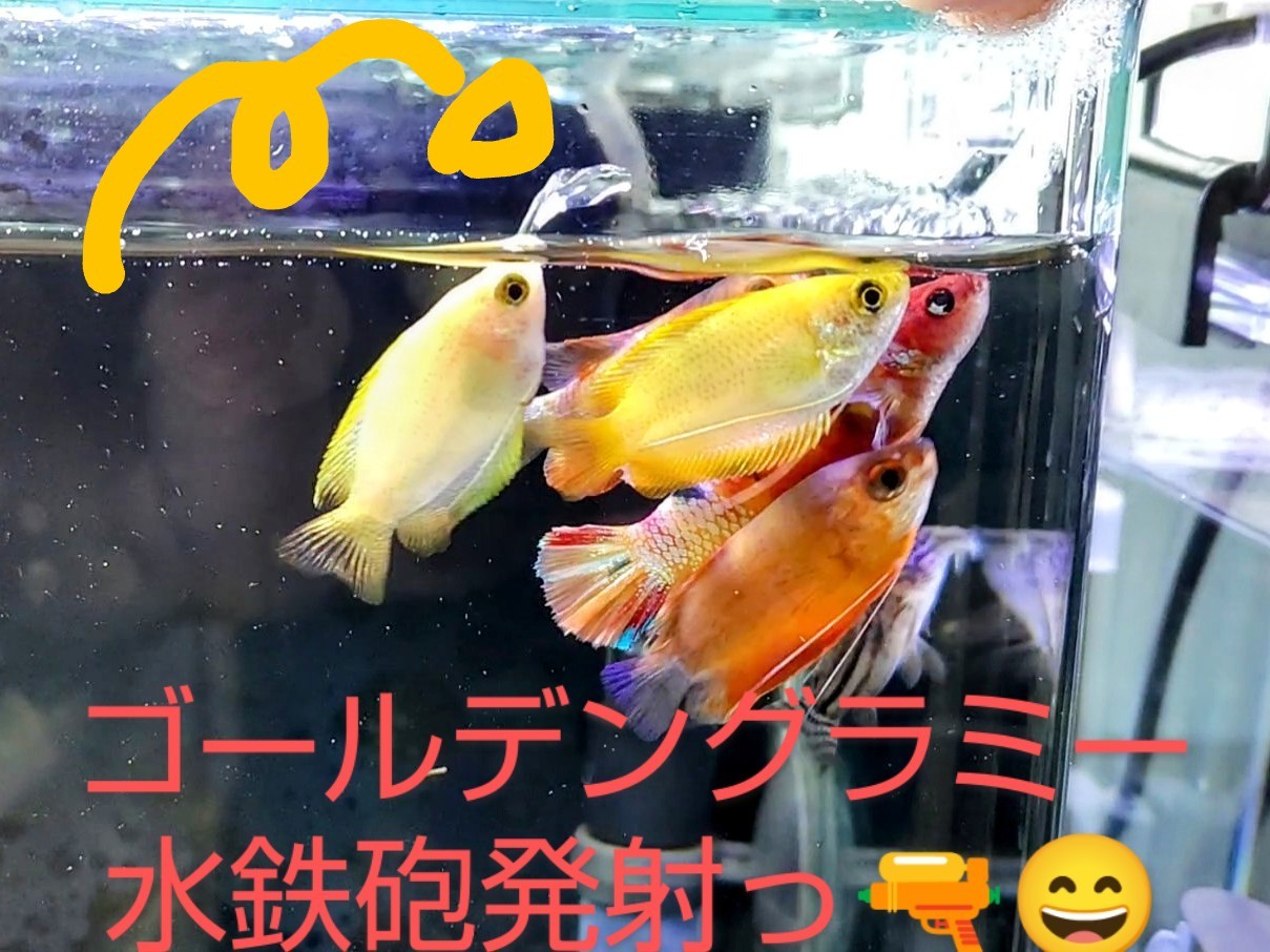 ベタ グラミー コリドラスが仲良くご飯を食べてますっ 熱帯魚混泳ダイアリー