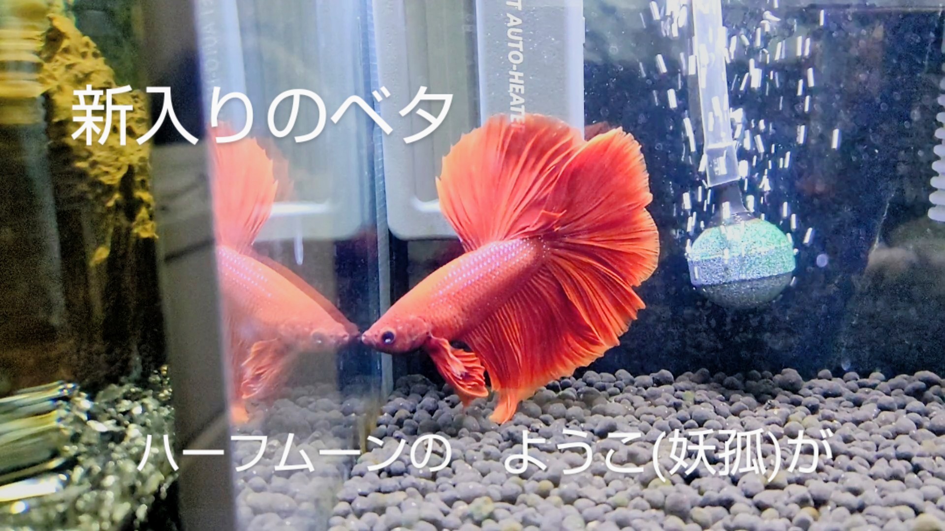 f:id:withfish:20240430213338j:image