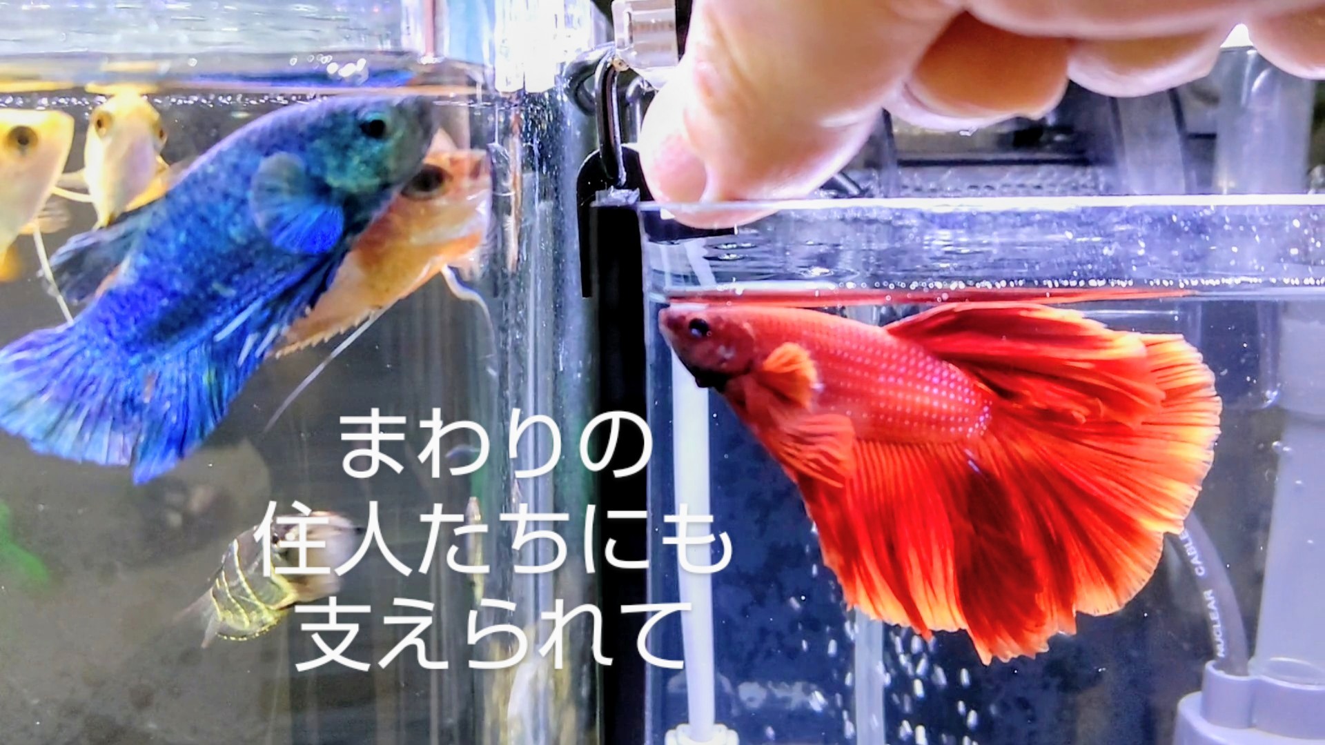 f:id:withfish:20240430213406j:image