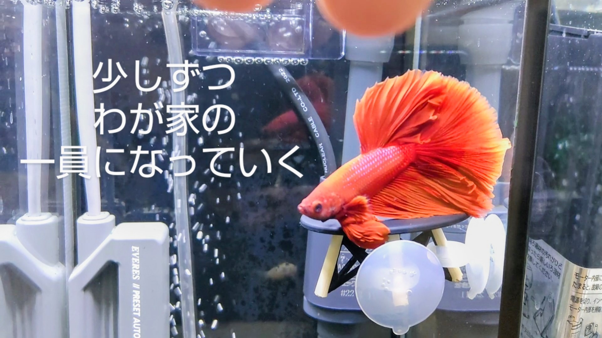 f:id:withfish:20240430213425j:image