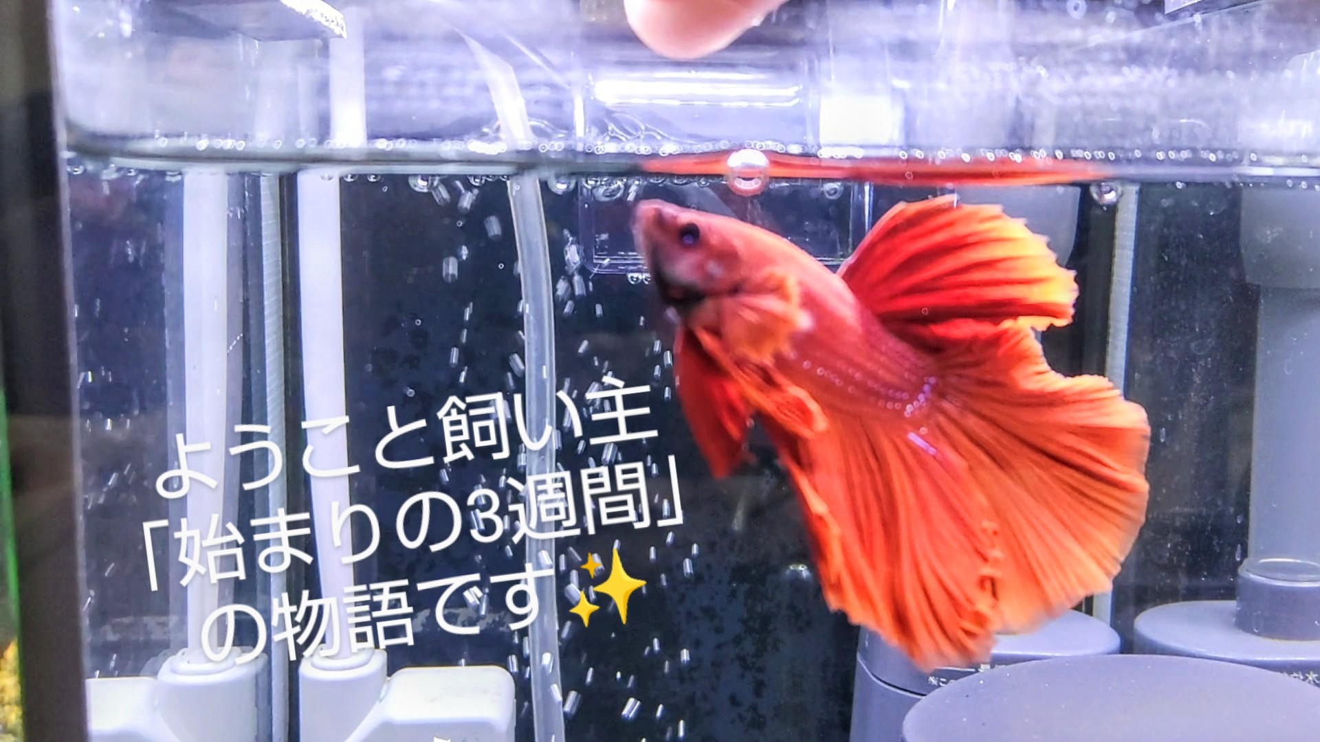 f:id:withfish:20240430213444j:image