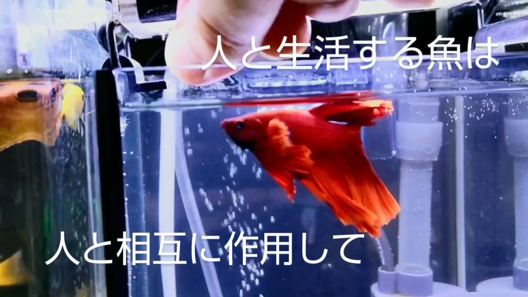 f:id:withfish:20240430215823j:image