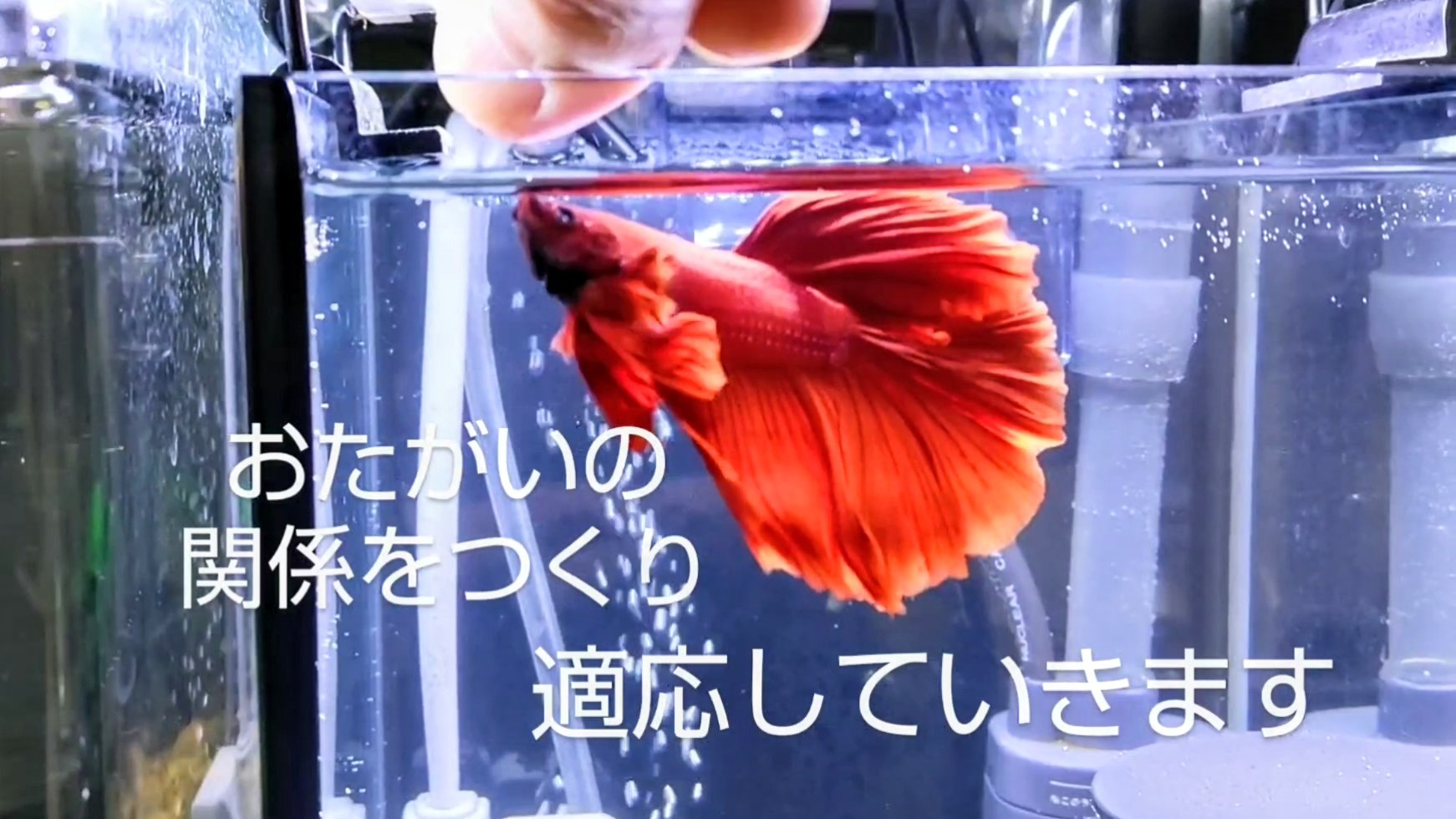 f:id:withfish:20240430215850j:image