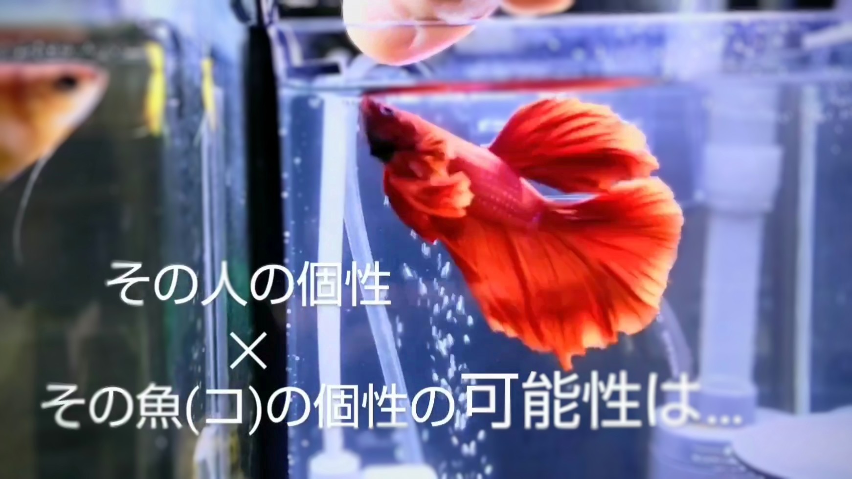 f:id:withfish:20240430215905j:image