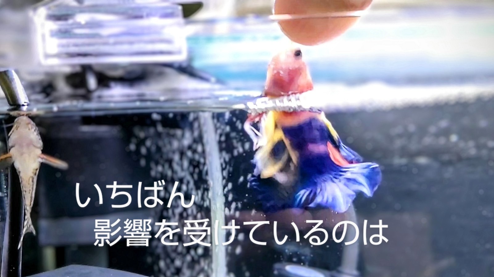 f:id:withfish:20240602132737j:image