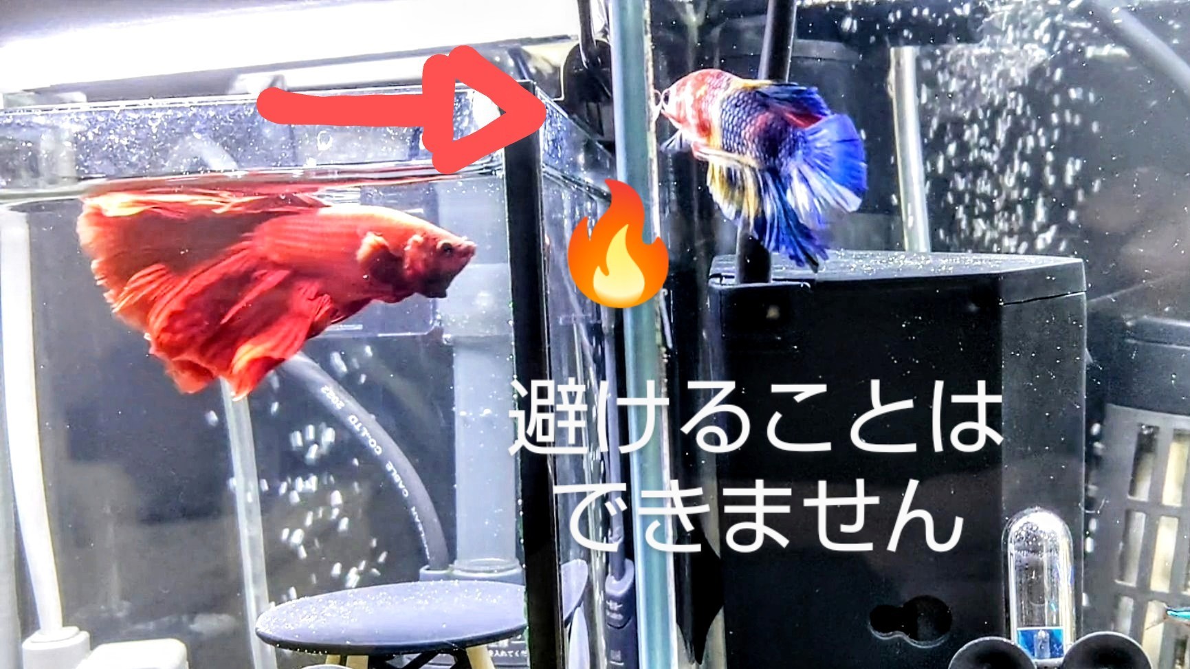 f:id:withfish:20240602133039j:image