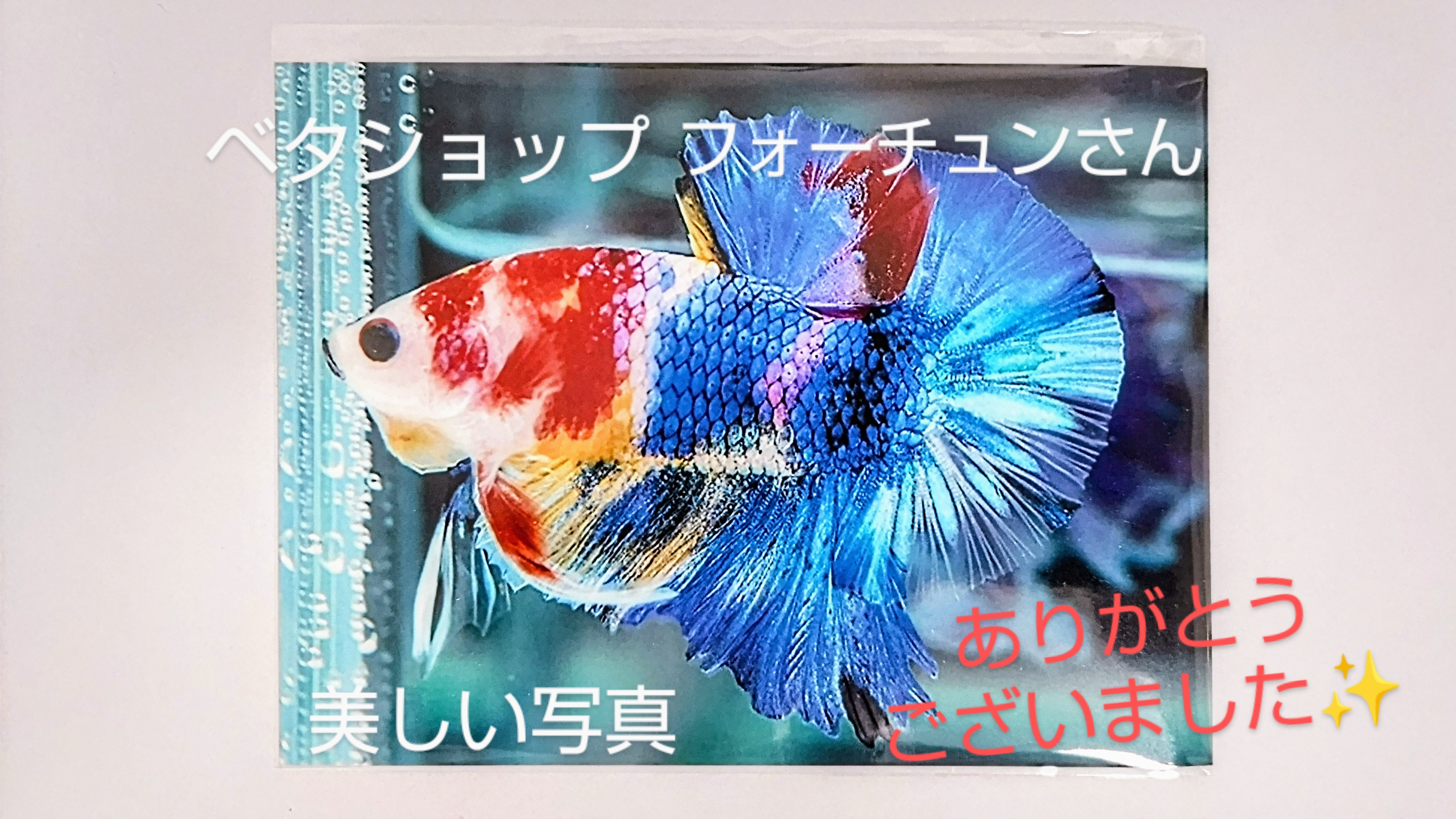 f:id:withfish:20240602140828j:image