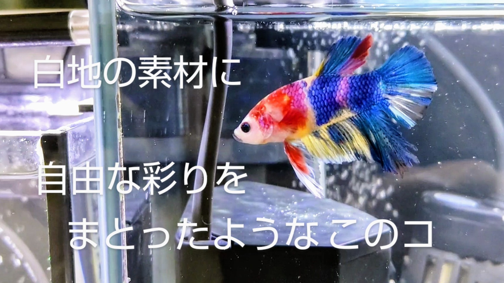 f:id:withfish:20240602141044j:image