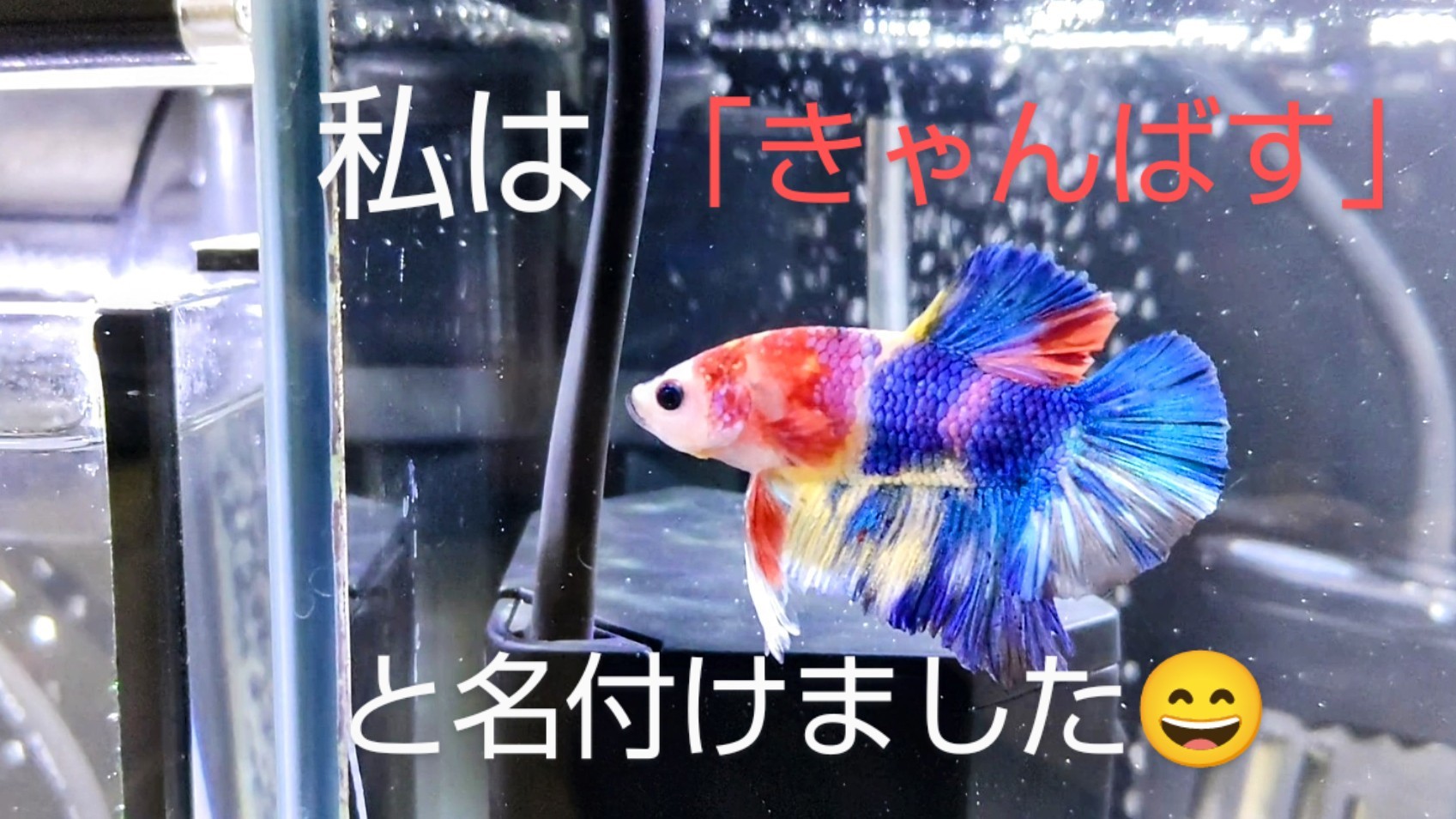 f:id:withfish:20240602141117j:image