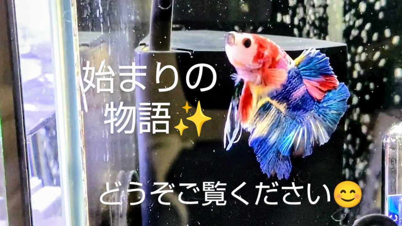 f:id:withfish:20240602141200j:image