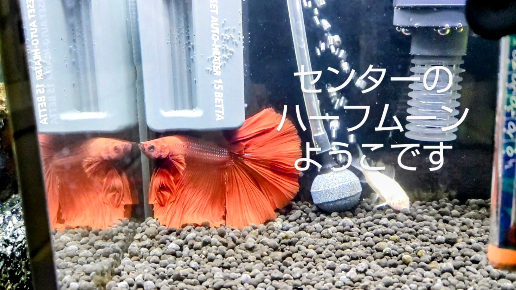 f:id:withfish:20240602141347j:image
