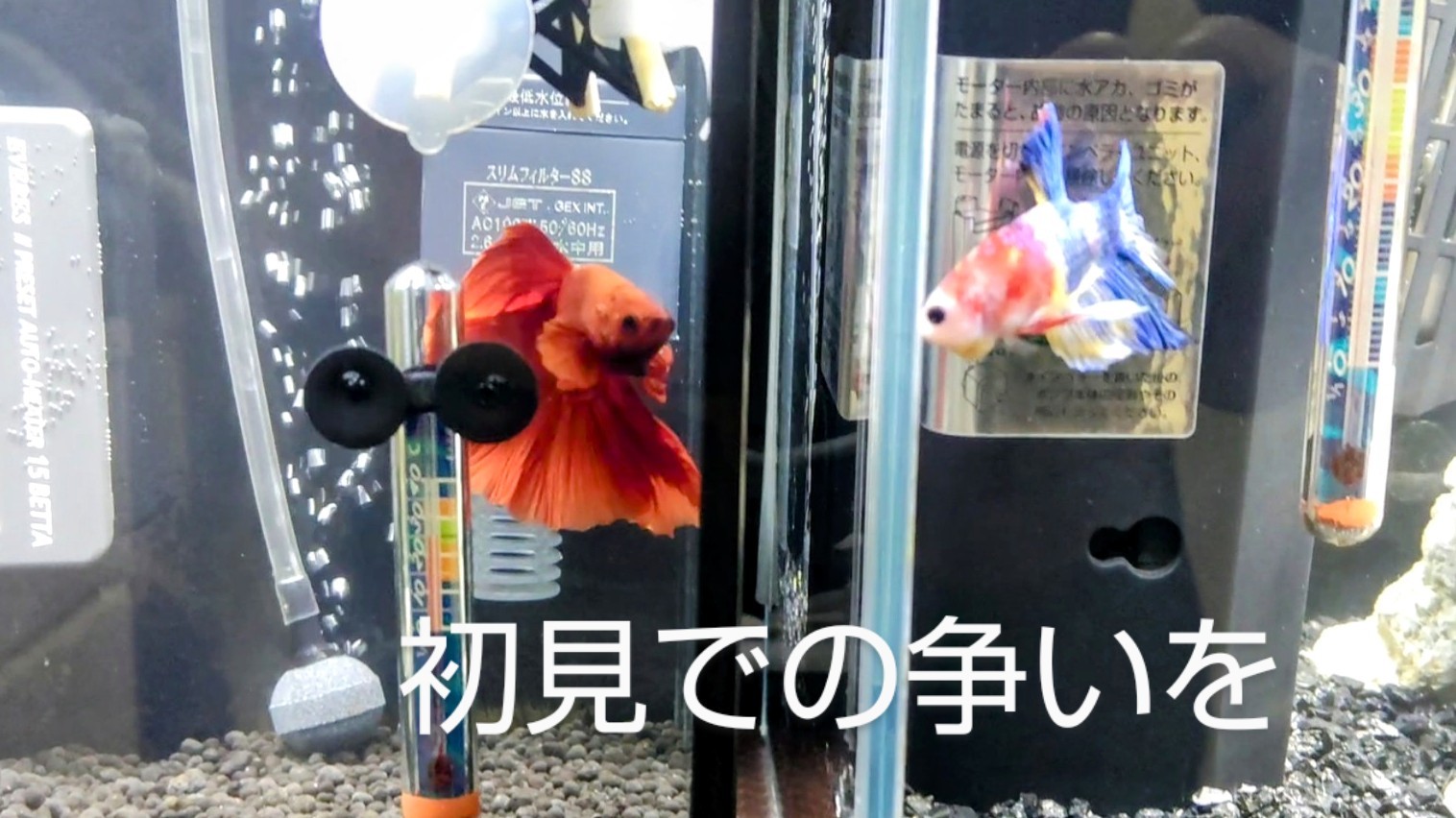 f:id:withfish:20240602141721j:image