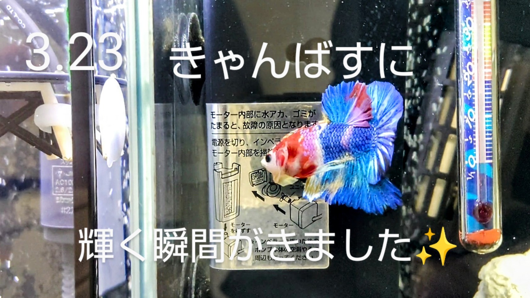 f:id:withfish:20240602141941j:image