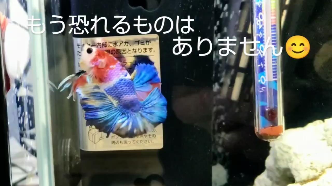 f:id:withfish:20240602150752j:image