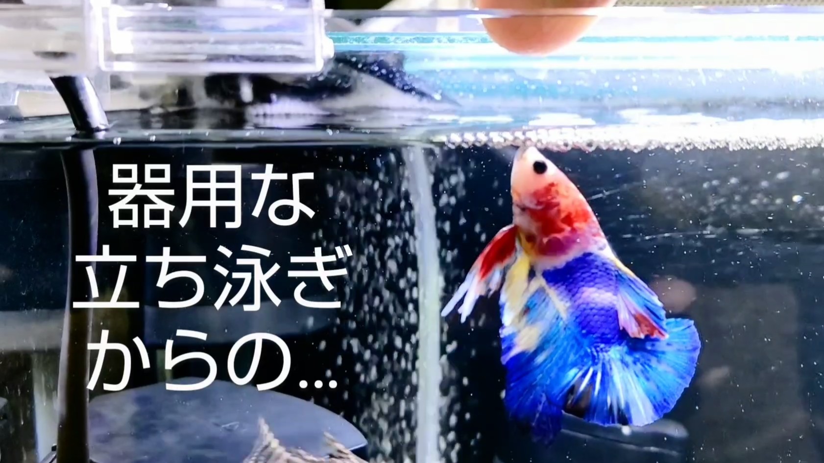 f:id:withfish:20240602150826j:image