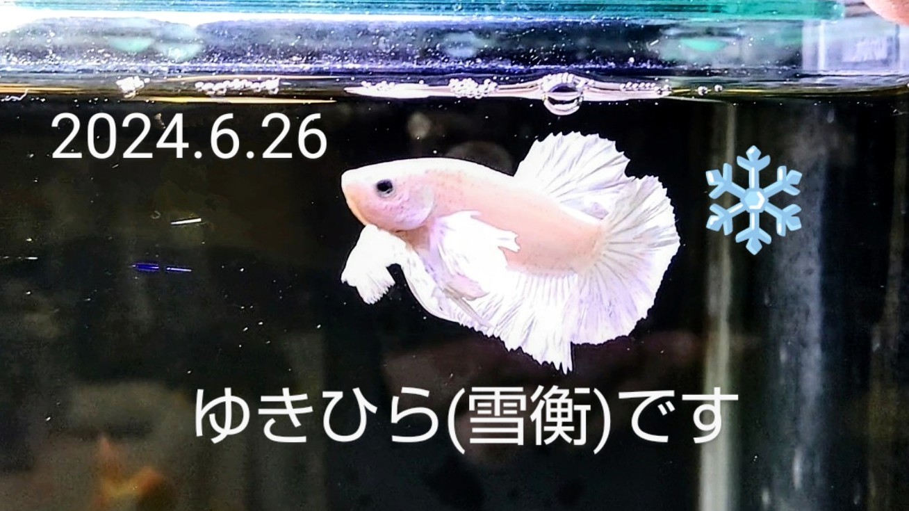 f:id:withfish:20240812171843j:image