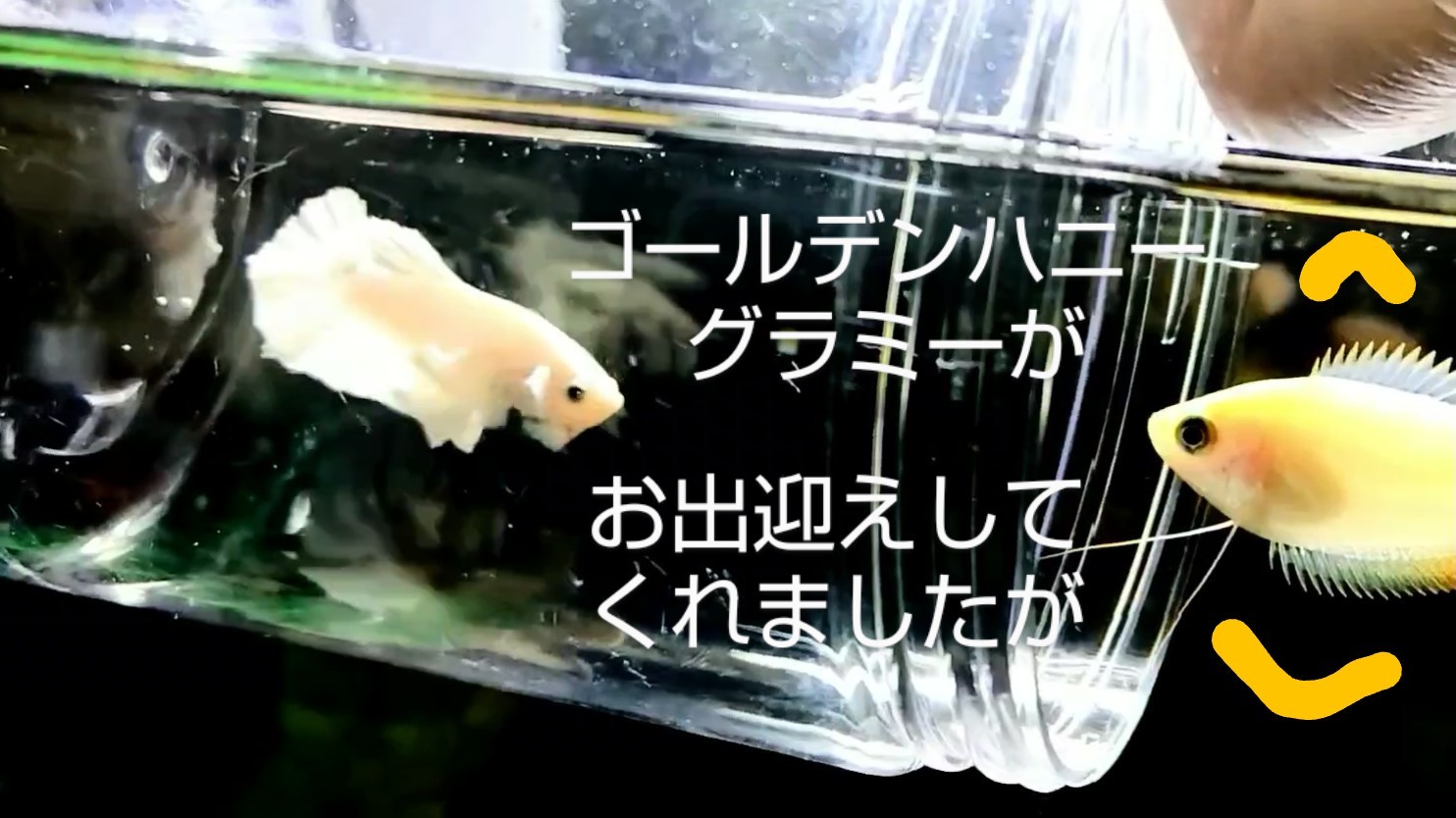 f:id:withfish:20240812173032j:image