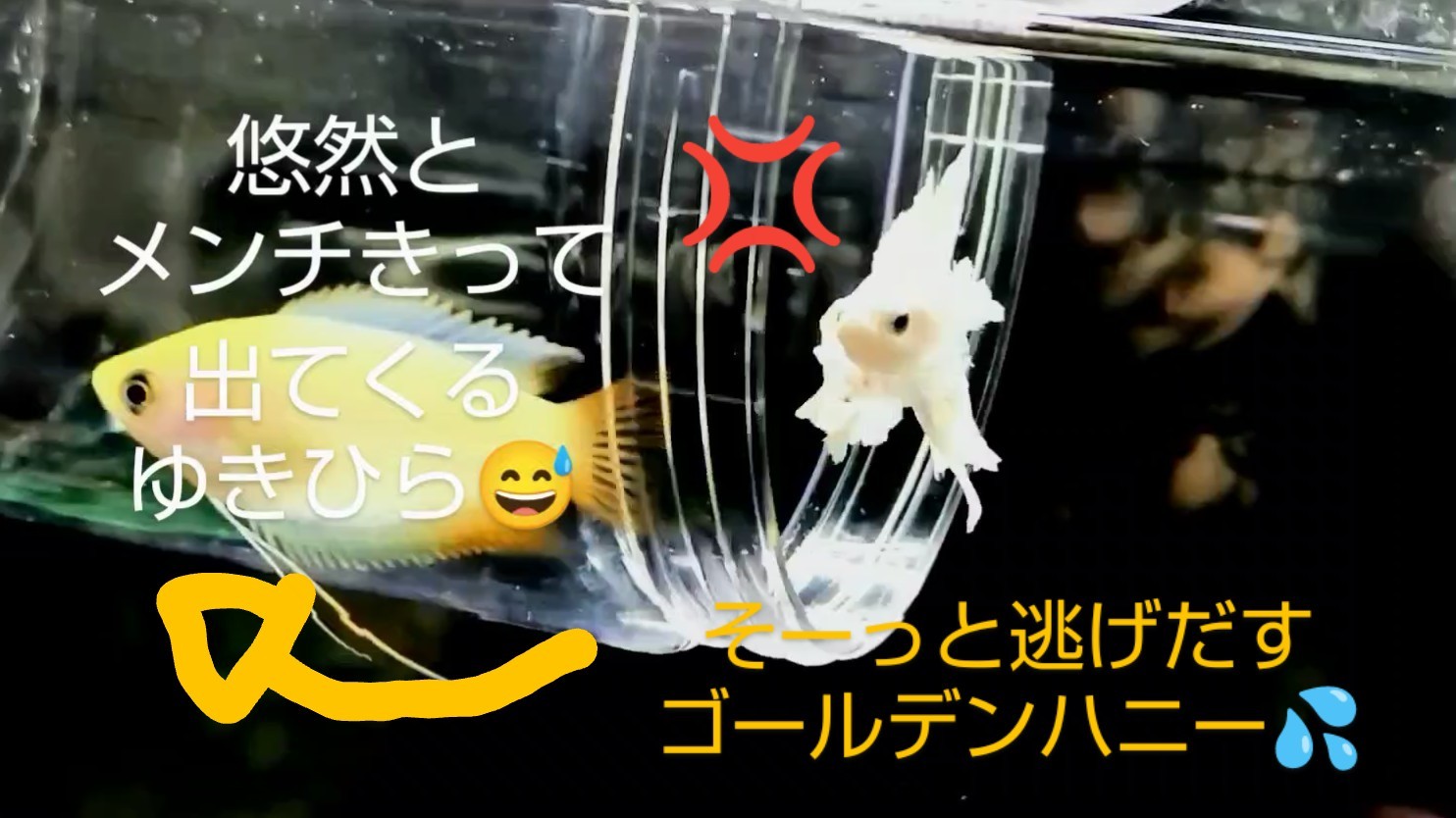 f:id:withfish:20240812175330j:image