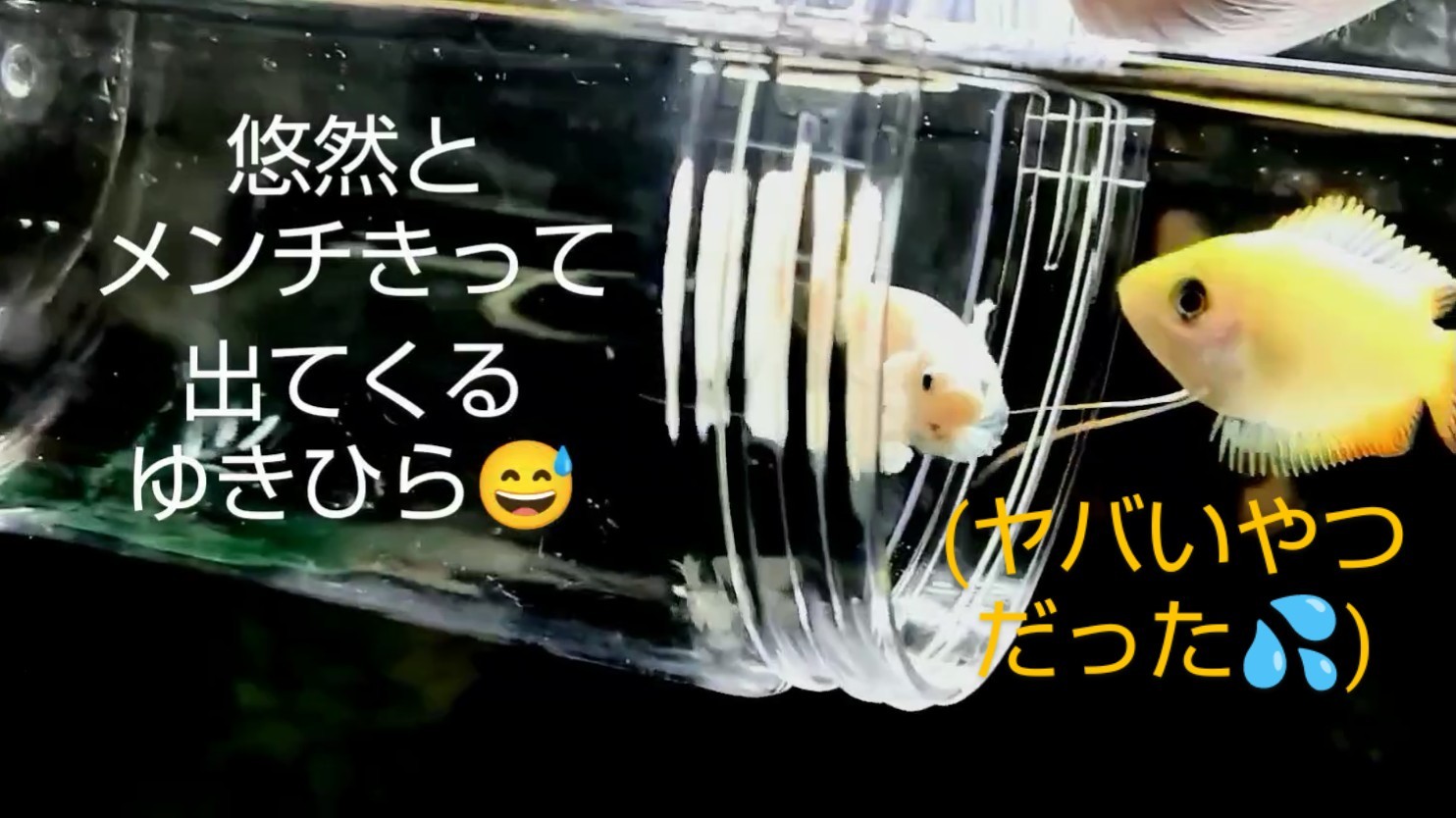 f:id:withfish:20240812175742j:image