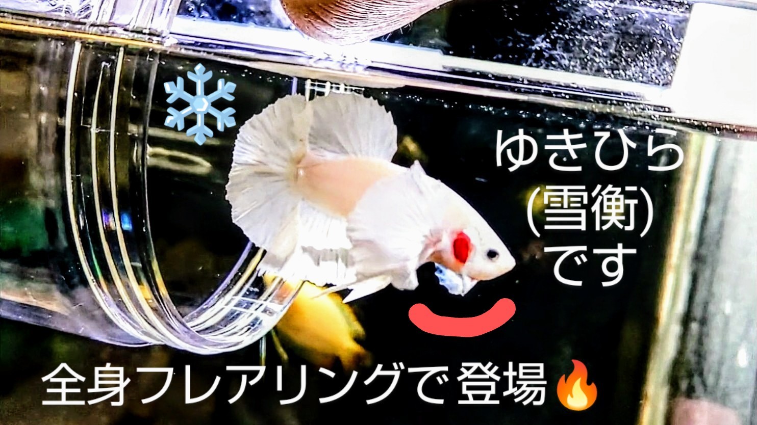 f:id:withfish:20240812181130j:image