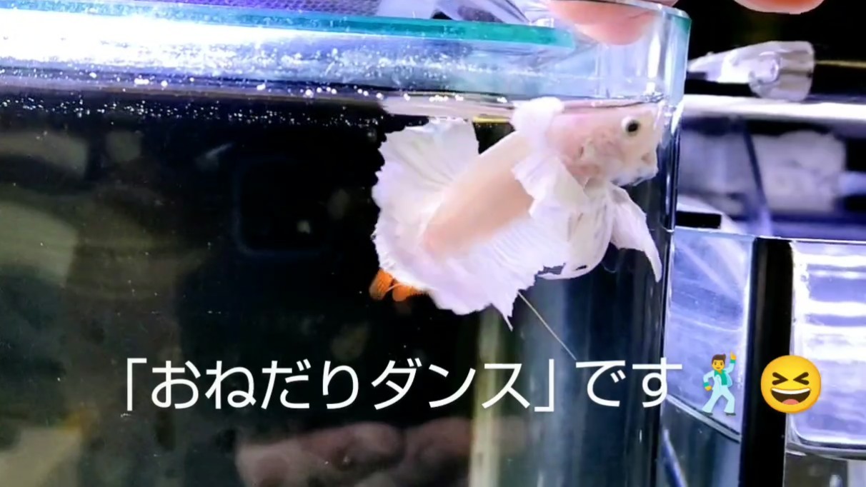 f:id:withfish:20240812182711j:image