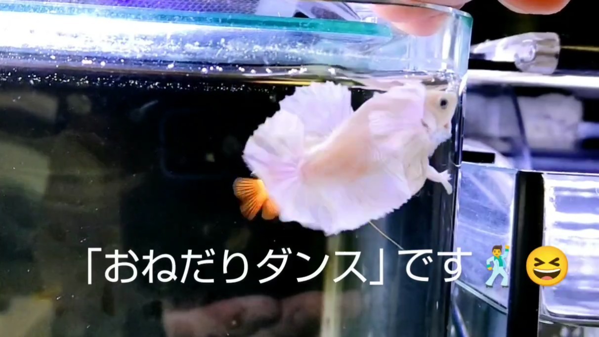 f:id:withfish:20240812182721j:image