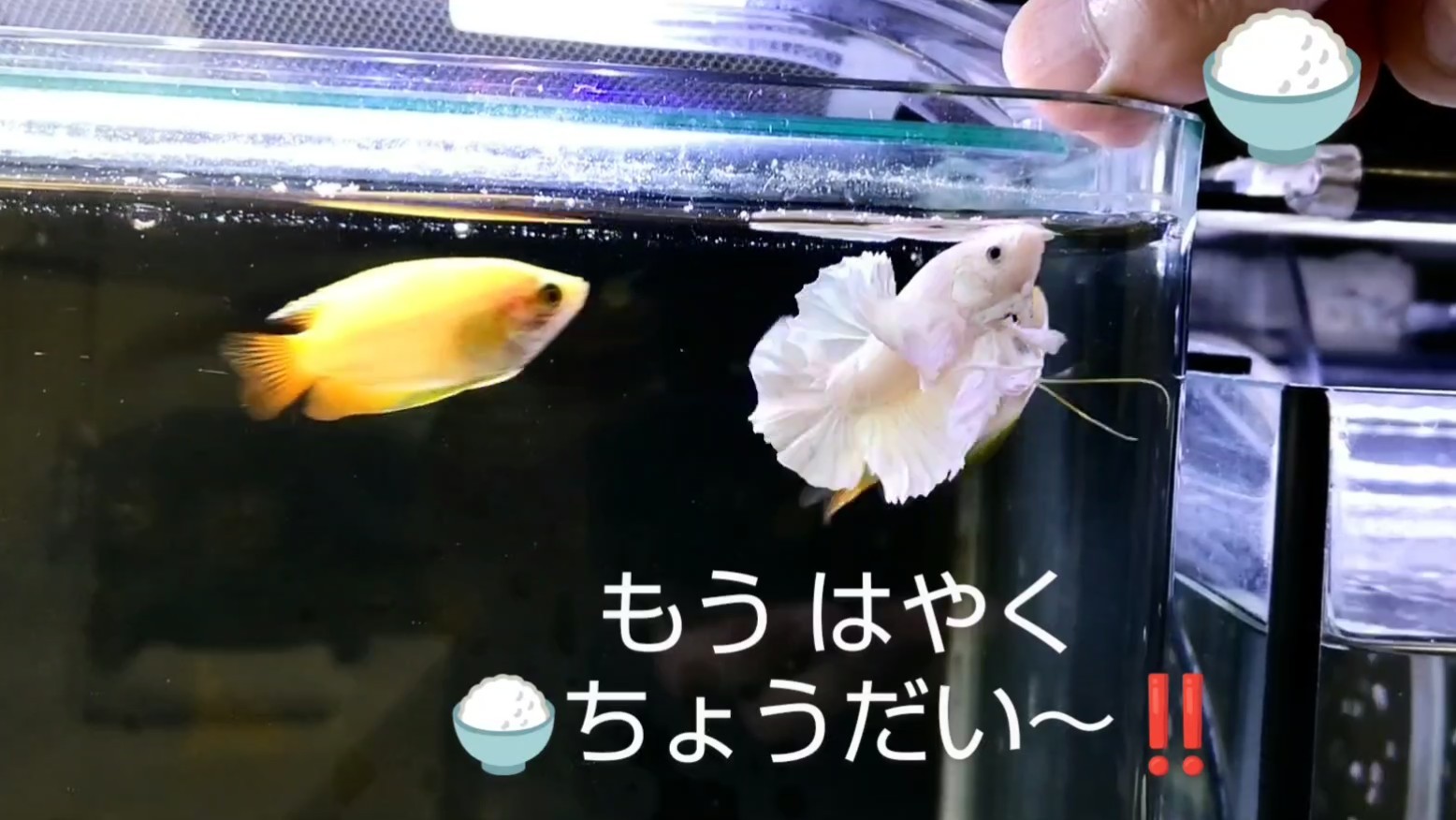 f:id:withfish:20240812182815j:image