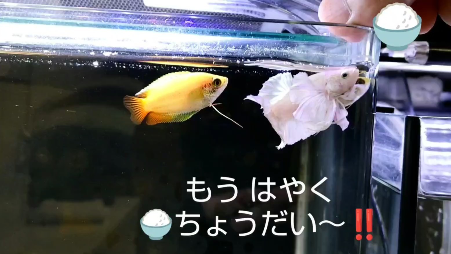 f:id:withfish:20240812182834j:image