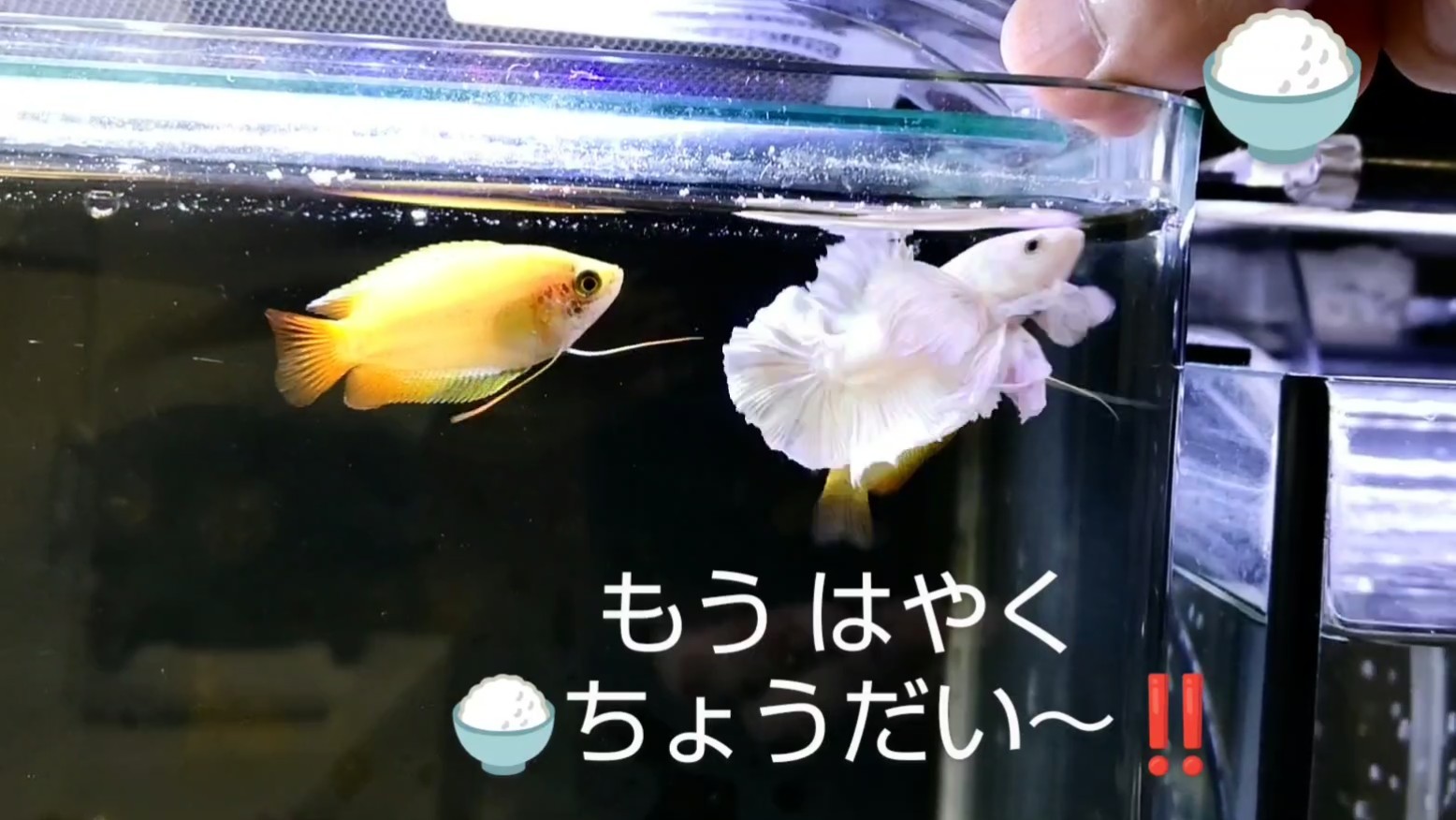 f:id:withfish:20240812182847j:image