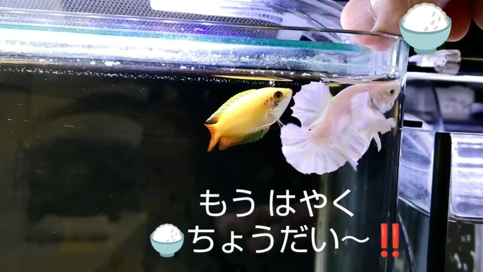 f:id:withfish:20240812183000j:image