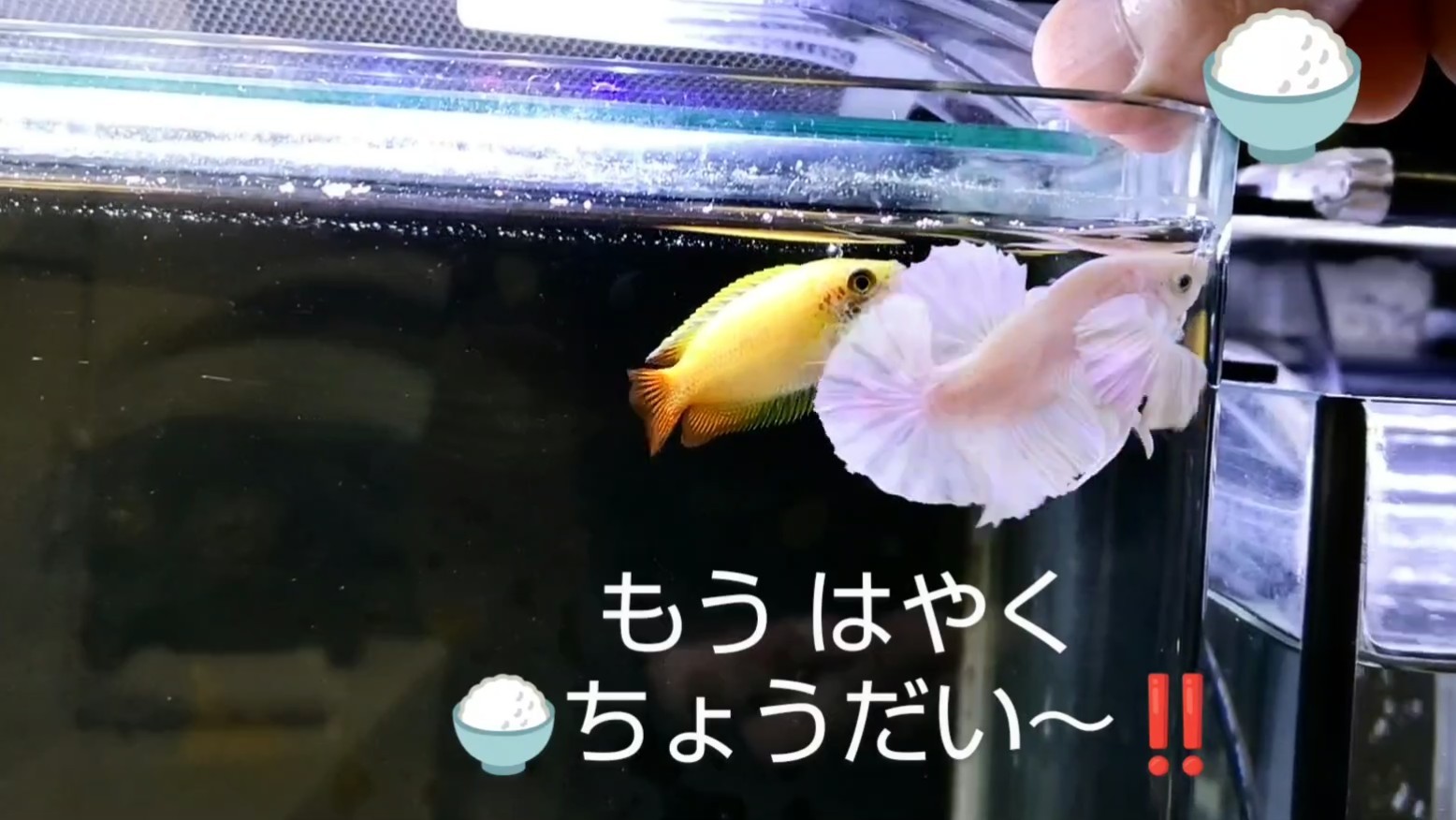 f:id:withfish:20240812183011j:image
