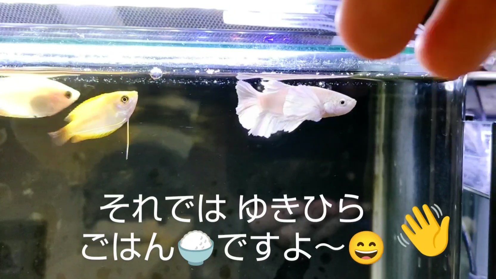 f:id:withfish:20240812183622j:image