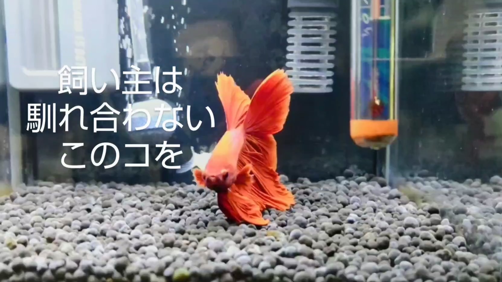 f:id:withfish:20240921163812j:image
