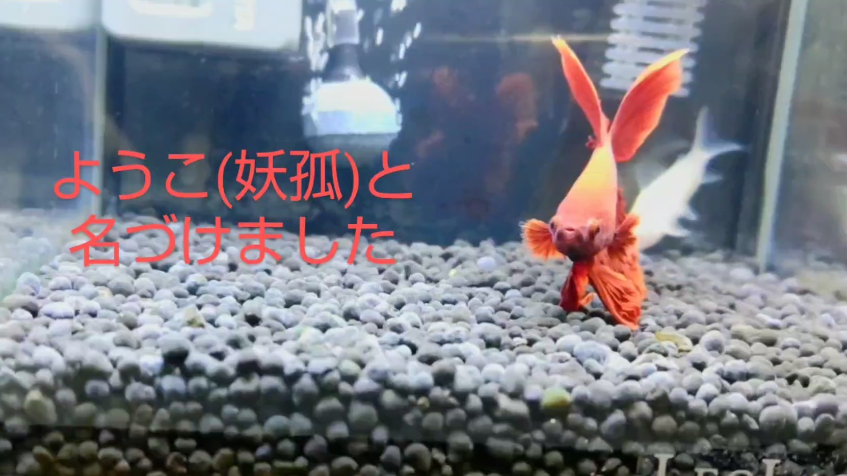 f:id:withfish:20240926203020j:image